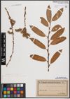 Foto von Salix daphnoides Vill. x Salix purpurea L.